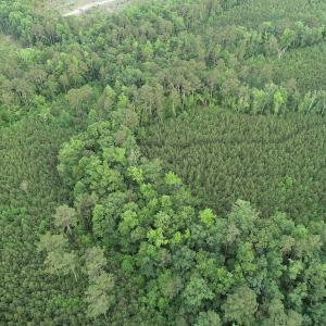 Photo #14 of SOLD property in Off Manning Drive, Valentines, VA 36.0 acres