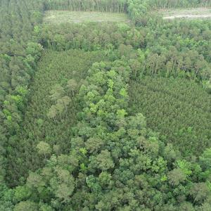 Photo #15 of SOLD property in Off Manning Drive, Valentines, VA 36.0 acres