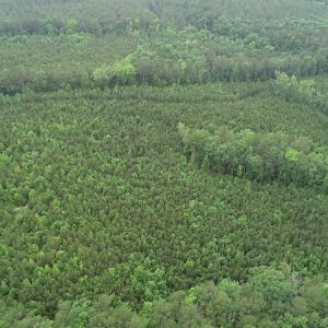 Photo #18 of SOLD property in Off Manning Drive, Valentines, VA 36.0 acres