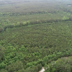 Photo #20 of SOLD property in Off Manning Drive, Valentines, VA 36.0 acres