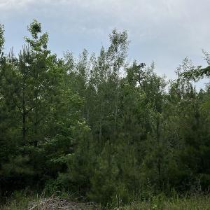 Photo #3 of SOLD property in Off Manning Drive, Valentines, VA 36.0 acres