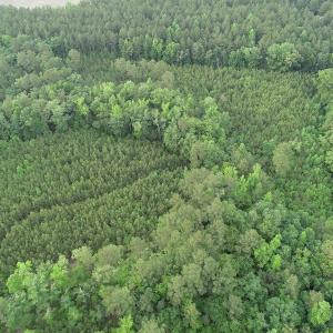 Photo #21 of SOLD property in Off Manning Drive, Valentines, VA 36.0 acres