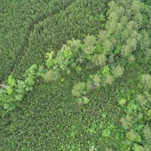 Photo #22 of SOLD property in Off Manning Drive, Valentines, VA 36.0 acres
