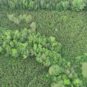Photo #23 of SOLD property in Off Manning Drive, Valentines, VA 36.0 acres