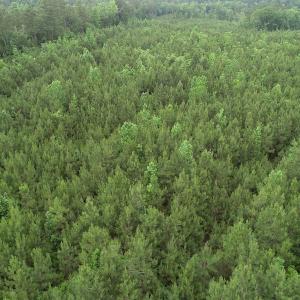 Photo #24 of SOLD property in Off Manning Drive, Valentines, VA 36.0 acres