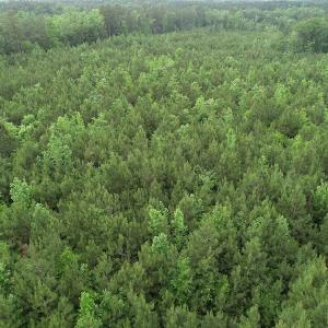 Photo #25 of SOLD property in Off Manning Drive, Valentines, VA 36.0 acres