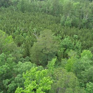 Photo #26 of SOLD property in Off Manning Drive, Valentines, VA 36.0 acres