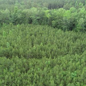 Photo #27 of SOLD property in Off Manning Drive, Valentines, VA 36.0 acres