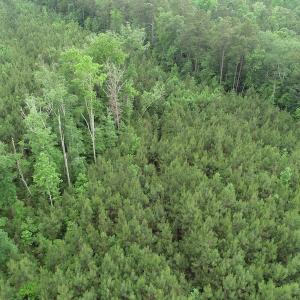 Photo #28 of SOLD property in Off Manning Drive, Valentines, VA 36.0 acres
