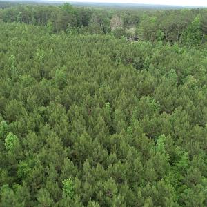 Photo #29 of SOLD property in Off Manning Drive, Valentines, VA 36.0 acres