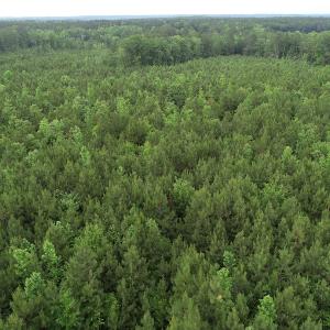 Photo #30 of SOLD property in Off Manning Drive, Valentines, VA 36.0 acres