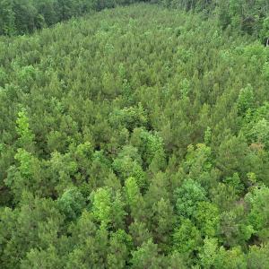 Photo #32 of SOLD property in Off Manning Drive, Valentines, VA 36.0 acres