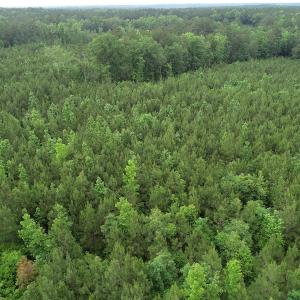 Photo #33 of SOLD property in Off Manning Drive, Valentines, VA 36.0 acres