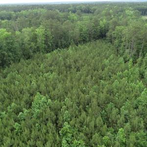 Photo #34 of SOLD property in Off Manning Drive, Valentines, VA 36.0 acres