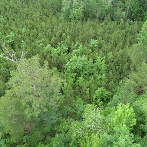 Photo #35 of SOLD property in Off Manning Drive, Valentines, VA 36.0 acres