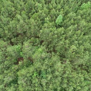 Photo #36 of SOLD property in Off Manning Drive, Valentines, VA 36.0 acres
