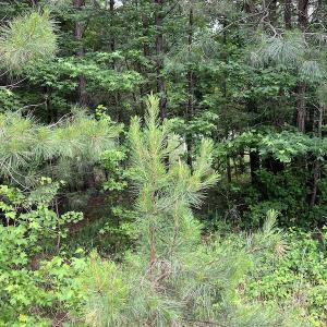 Photo #6 of SOLD property in Off Manning Drive, Valentines, VA 36.0 acres