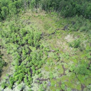 Photo #9 of 32378 Jenkins Mill Road, Franklin, VA 10.4 acres