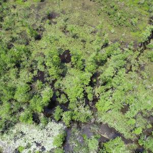 Photo #10 of 32378 Jenkins Mill Road, Franklin, VA 10.4 acres