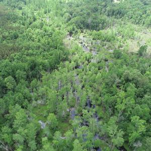 Photo #11 of 32378 Jenkins Mill Road, Franklin, VA 10.4 acres