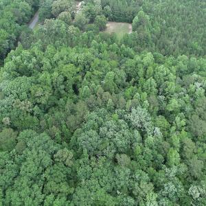 Photo #15 of 32378 Jenkins Mill Road, Franklin, VA 10.4 acres