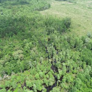 Photo #16 of 32378 Jenkins Mill Road, Franklin, VA 10.4 acres