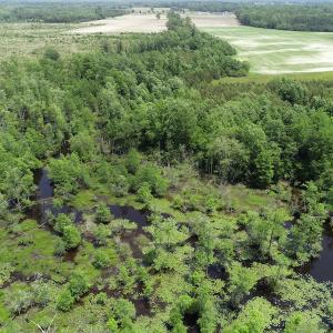 Photo #18 of 32378 Jenkins Mill Road, Franklin, VA 10.4 acres
