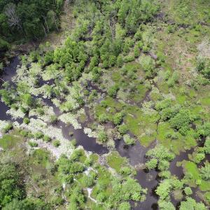 Photo #7 of 32378 Jenkins Mill Road, Franklin, VA 10.4 acres