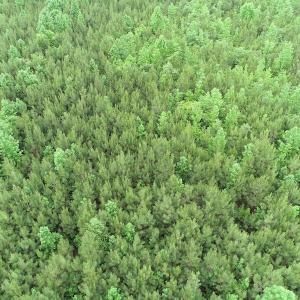 Photo #10 of SOLD property in Off Mason Grove Lane, Valentines, VA 14.3 acres