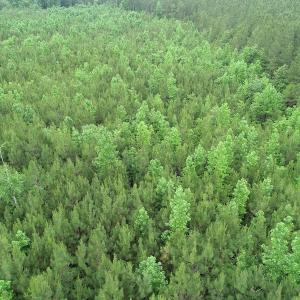 Photo #11 of SOLD property in Off Mason Grove Lane, Valentines, VA 14.3 acres