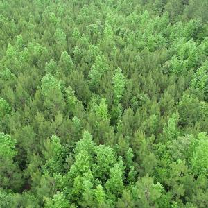 Photo #13 of SOLD property in Off Mason Grove Lane, Valentines, VA 14.3 acres