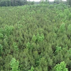 Photo #15 of SOLD property in Off Mason Grove Lane, Valentines, VA 14.3 acres