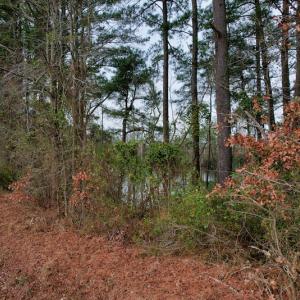 Photo #19 of SOLD property in Off Bourbon Street, Camden, NC 11.6 acres