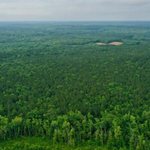 Photo #11 of SOLD property in Off Old Macon Highway, Macon, NC 104.0 acres