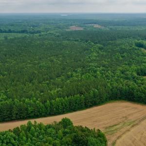 Photo #12 of SOLD property in Off Old Macon Highway, Macon, NC 104.0 acres