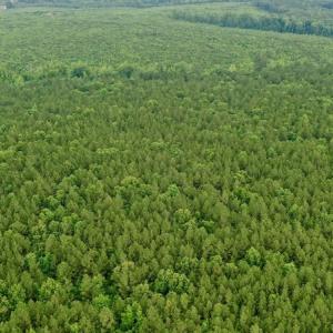 Photo #13 of SOLD property in Off Old Macon Highway, Macon, NC 104.0 acres