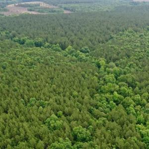 Photo #15 of SOLD property in Off Old Macon Highway, Macon, NC 104.0 acres
