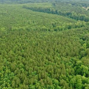 Photo #16 of SOLD property in Off Old Macon Highway, Macon, NC 104.0 acres