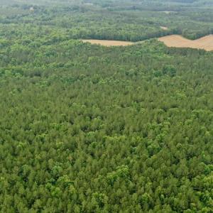 Photo #17 of SOLD property in Off Old Macon Highway, Macon, NC 104.0 acres