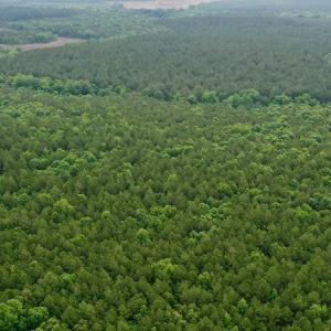 Photo #18 of SOLD property in Off Old Macon Highway, Macon, NC 104.0 acres