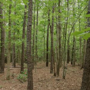 Photo #29 of SOLD property in Off Old Macon Highway, Macon, NC 104.0 acres