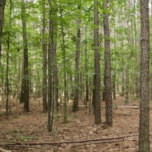 Photo #30 of SOLD property in Off Old Macon Highway, Macon, NC 104.0 acres