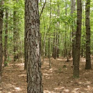 Photo #31 of SOLD property in Off Old Macon Highway, Macon, NC 104.0 acres