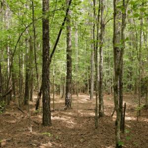 Photo #32 of SOLD property in Off Old Macon Highway, Macon, NC 104.0 acres