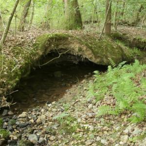 Photo #35 of SOLD property in Off Old Macon Highway, Macon, NC 104.0 acres