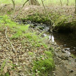 Photo #36 of SOLD property in Off Old Macon Highway, Macon, NC 104.0 acres