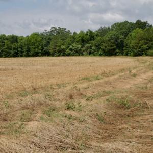 Photo #37 of SOLD property in Off Old Macon Highway, Macon, NC 104.0 acres
