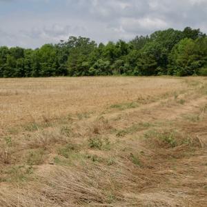 Photo #37 of SOLD property in Off Old Macon Highway, Macon, NC 104.0 acres