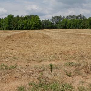 Photo #38 of SOLD property in Off Old Macon Highway, Macon, NC 104.0 acres
