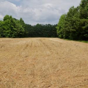 Photo #39 of SOLD property in Off Old Macon Highway, Macon, NC 104.0 acres